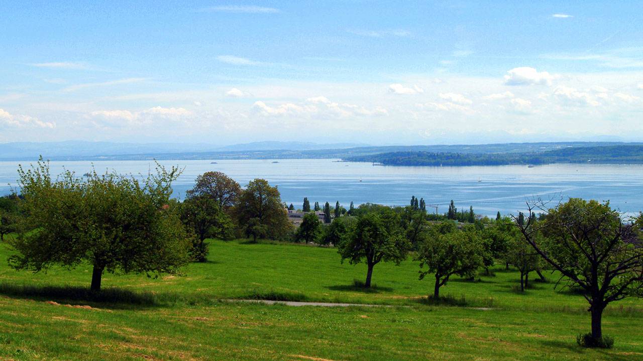 Blick zum Bodensee über die Obstbäume